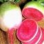 Organic Heirloom Watermelon Radish Vegetable(30) เมล็ดราดิส 30 เมล็ด