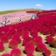 Grass Kochia Scoparia RED Flower(50) เมล็ด Kochia Scoparia สีแดง 50 เมล็ด
