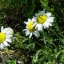 Chamomile Chamaemelum Garden Apple Anthemis nobilis Flower