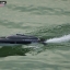 FT011 RC Boat Hi-Speed 55 Km/h