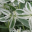 5500 เมล็ด 100 กรัม Euphorbia Marginata Snow