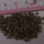 17000 เมล็ด 100 กรัม Tree Echium vulgare Vipers Bugloss White