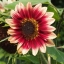 Skyscraper Helianthus Brown Center Sunflower Sunroot Flower