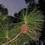 Pinus Elliottii Tree Shrub Seeds Slash Pine Bonsai Evergreen