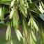 Fraxinus Common Ash Shrub golden-yellow Leaves Garden Road Tree