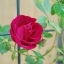Climbing Rose Seeds Climber Fire Red Perennials Flower