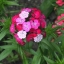 Dianthus Barbatus Carnation Sweet William