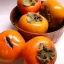 ต้นพลับ Persimmon