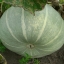 Pumpkin seeds Kherson Organic Ukraine