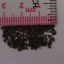 166000 เมล็ด 100 กรัม Rudbeckia Yellow Golden flower Black Eyed Susan