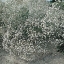 100 กรัม 100,000 เมล็ด Gypsophila White Baby's Babys Breath