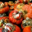 BISCHOFSMUTZE turks turban gourd