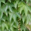 Boston Ivy Vine Virginia creeper Parthenocissus tricuspidata