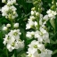 Matthiola
