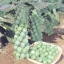 กระหล่ำดาว Brussels Sprouts