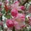European Crab Apple Seeds(10) เมล็ดแอปเปิ้ลจิ๋ว Crab Apple 10 เมล็ด