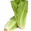 ผักสลัดคอส cos lettuce