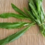 ผักชีฝรั่ง Culantro