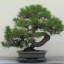 japan black pine(20) สนดำญี่ปุ่น 20 เมล็ด