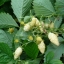 White Alpine Strawberry(20) เมล็ดสตอเบอร์รี่ 20 เมล็ด