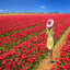 WallpapersFree-วอลเปเปอร์ฟรี03
