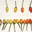 Bolivian Rainbow Chilli Chili Vegetable Seeds(20) เมล็ดพริก Bolivian Rainbow Chilli 20 เมล็ด