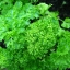 ผักพาสลีย์ Parsley