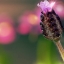 France Lavandula Stoechas Purple
