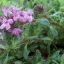 Thyme Thymus Serpyllum Purple Herbs Groundcover Flower