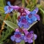 100000 เมล็ด 100 กรัม Penstemon Beard Tongue mixed color