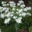 5500 เมล็ด 100 กรัม Euphorbia Marginata Snow