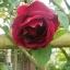 Climbing Rose Seeds Climber Deep Red Perennials Flower