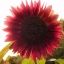 Helianthus Sunflower Jerusalem artichoke Sunroot Red Flower