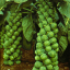 กระหล่ำดาว Brussels Sprouts