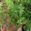 Sweet Holy Basil Ocimum Basilicum Tulsi White