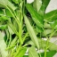 ผักบุ้งจีน (ใบไผ่) Chinese convolvulus