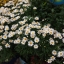 Chamomile Chamaemelum Garden Apple Anthemis nobilis Flower