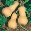 Pumpkin seeds Raisin Ukraine