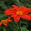 100 กรัม 10,000 เมล็ด Mexican Sunflower Tithonia Rotundifolia