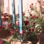 Climbing Rose Seeds Climber Deep Red Perennials Flower