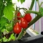 Red Pears Tomato 30 เมล็ด
