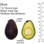 ต้นอาโวคาโดพันธุ์แฮส Avocado Hass