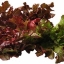 ผักสลัดเรดโอ๊ค Red Oak Lettuce