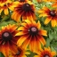 166000 เมล็ด 100 กรัม Rudbeckia Yellow Golden flower Black Eyed Susan