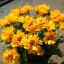 Coreopsis Sunray Tickseed Flower