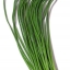 กุยช่าย Garlic chives
