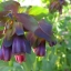 Cerinthe Honeywort Major Purpurasces Shrimp Plant Blue Purple Garden Wax Flower