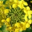 100 กรัม 26,000 เมล็ด Rapeseed Vegetable Seeds